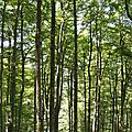 La forêt cathédrale d'Issaux.