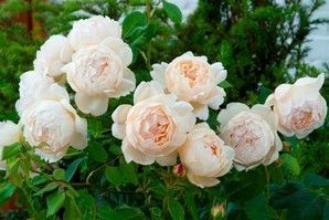 rose_david_austin