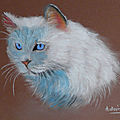 Chat blanc - pastelcard 30 x 40 cm