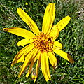 arnica
