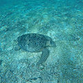 Madagascar Nosy Iranja Tortue Luth qui mange 3