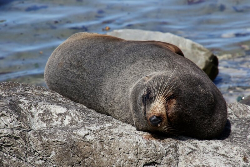 4W7A9137 Kaikoura