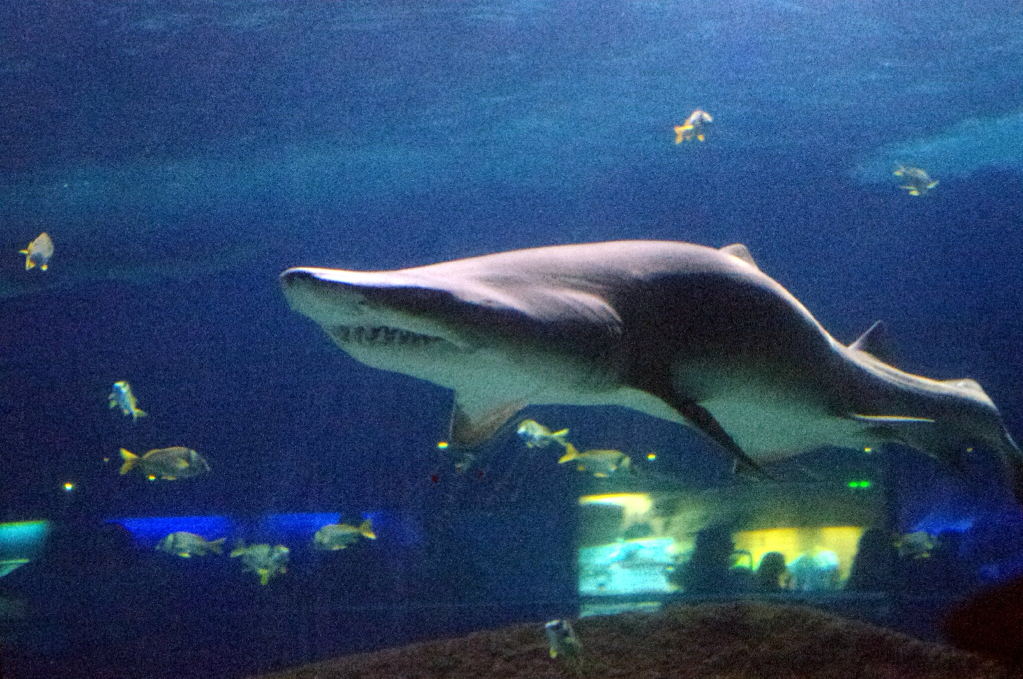 marineland antibes rencontre avec les requins