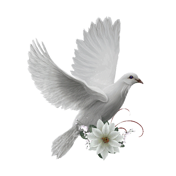 colombe-blanche-en-vol-gif-8
