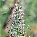 Orchis bouc - Himantoglossum hircinum (3)