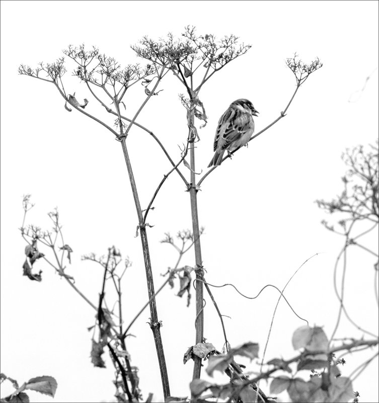 Oiseau moineau plante nb 221221 ym 2