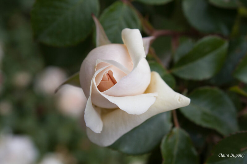 Rose blancheb