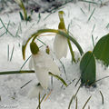 Galanthus nivalis sous la neige !