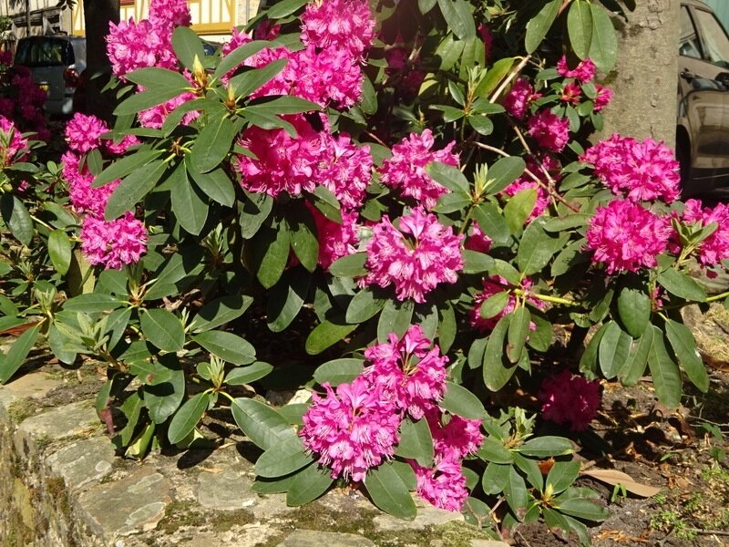 DSC01477