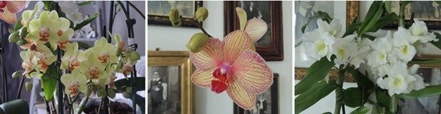 orchidées 2