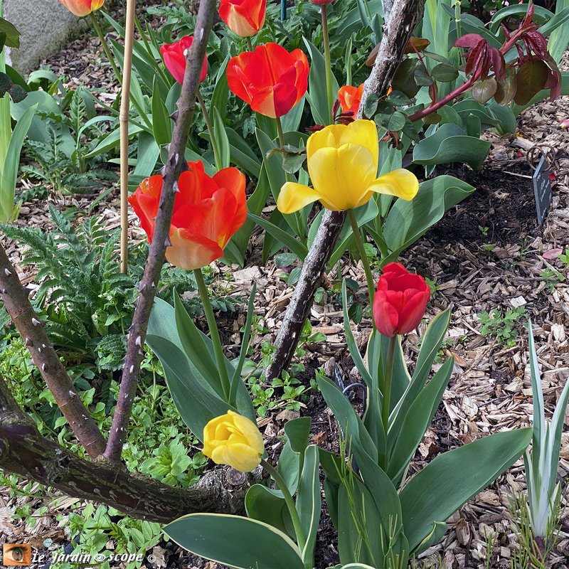 Tulipes Darwin Hybrides 3