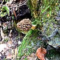 Morille commune sur un rocher...
