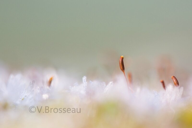minimonde-givre15-02