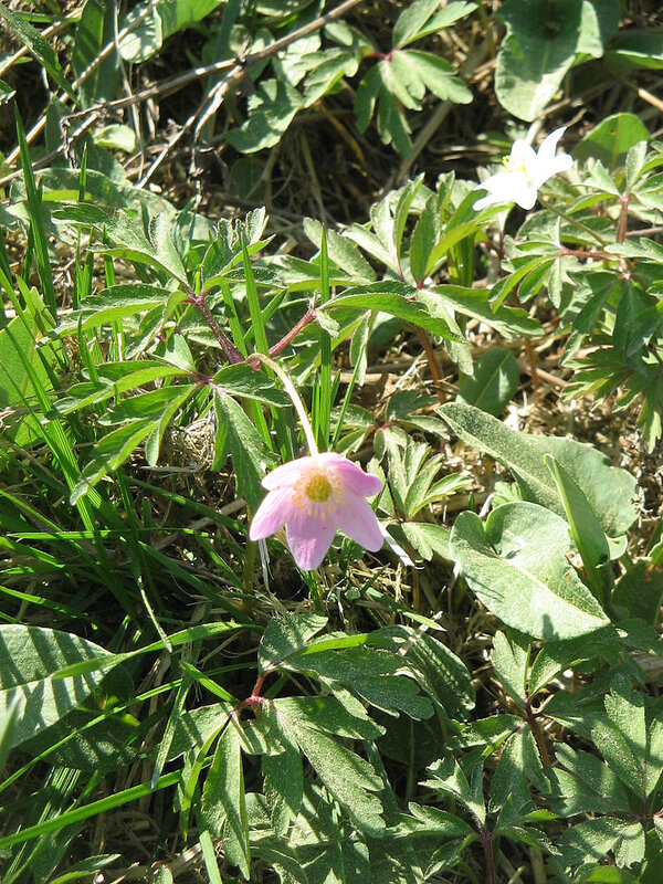 Photo-Anemone-nemorosa-fleur rose