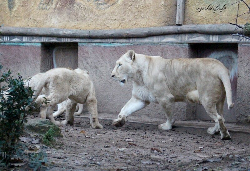 Amneville zoo 27