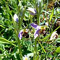 ophrys abeille...