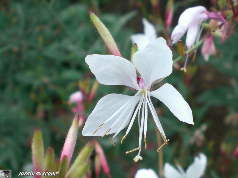 Le Gaura et ses fleurs papillons d'une légèreté remarquable - Le  JardinOscope, toute la flore et la faune de nos parcs et jardins