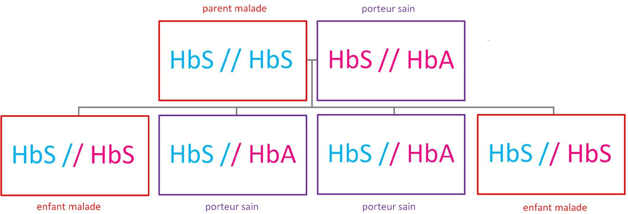 Comment Être Atteint Par La Maladie ? - Sensibilisation Au Dépistage  Néo-Natal De La Drépanocytose En France