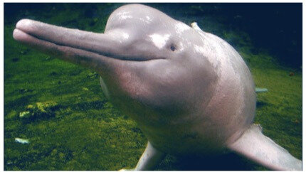 photo nouvelle espèce de dauphin