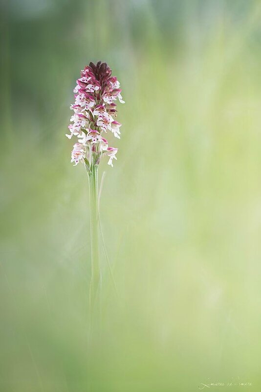 w_Orchis brûlé_20160508_5513