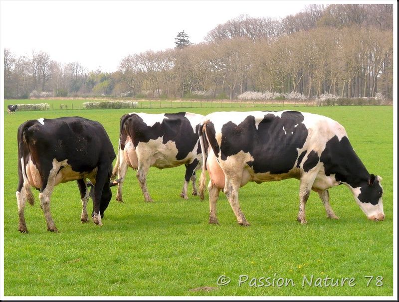 La vache Prim'Holstein (14)